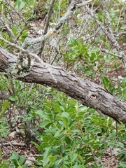 Quercus vaseyana
