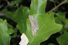 Hypomecis umbrosaria