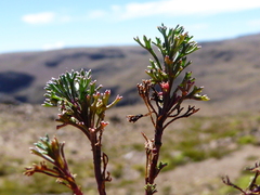 Werneria esquilachensis