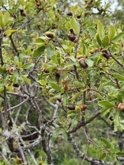 Quercus vaseyana