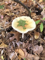 Amanita multisquamosa
