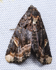 Homophoberia apicosa