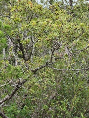 Quercus vaseyana