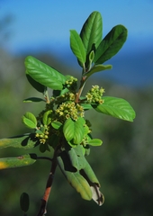 Frangula californica tomentella