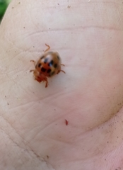 Epilachna tredecimnotata