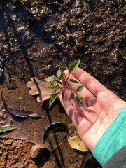 Bidens discoidea