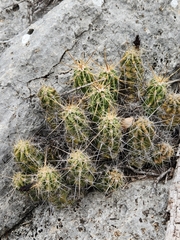 Quercus vaseyana