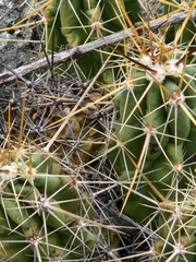 Quercus vaseyana
