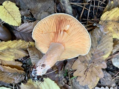 Lactarius salmonicolor