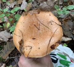 Lactarius salmonicolor