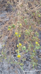 Centromadia parryi australis