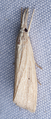 Eoreuma densellus