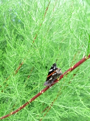 Vanessa atalanta atalanta