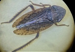 Aphrodes