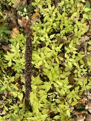 Verbascum thapsus