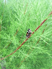Vanessa atalanta atalanta