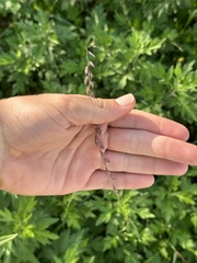 Bouteloua curtipendula