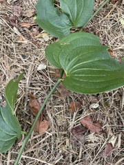 Smilax