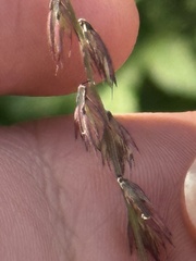Bouteloua curtipendula