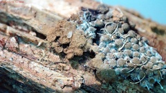 Cribraria argillacea