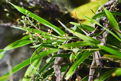 Prosthechea ochracea