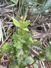 Lyonia fruticosa
