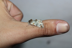 Harrisimemna trisignata