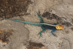 Agama kirkii