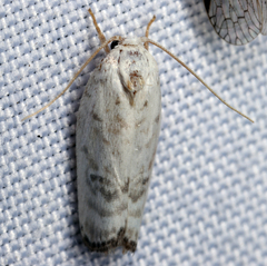 Antaeotricha