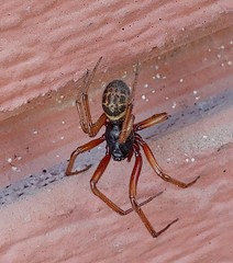 Steatoda nobilis