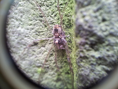 Platybunus pinetorum