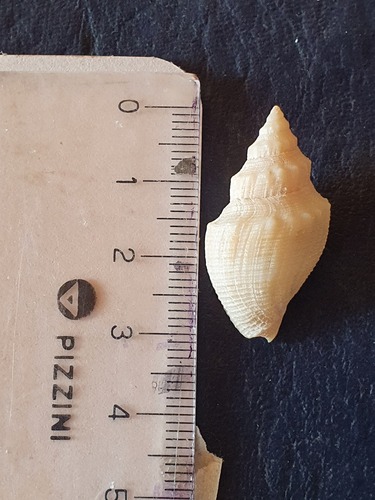 Pleurotomella