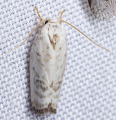 Antaeotricha