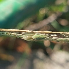 Eustala fuscovittata