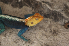 Agama kirkii