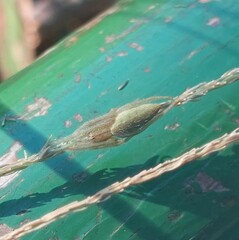 Eustala fuscovittata