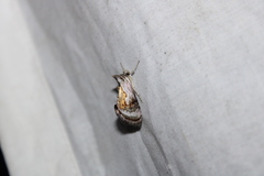 Chrysanympha formosa