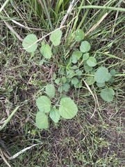 Heliotropium indicum