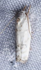 Antaeotricha
