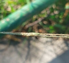 Eustala fuscovittata