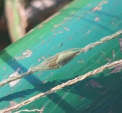 Eustala fuscovittata