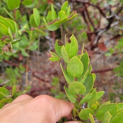 Arctostaphylos montereyensis