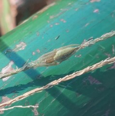 Eustala fuscovittata