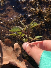 Bidens discoidea