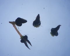 Adenogramma glomerata