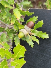 Quercus vaseyana