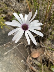 Dimorphotheca nudicaulis