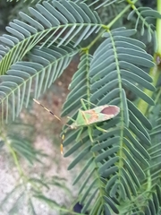 Prismatocerus prominulus