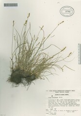 Carex retroflexa