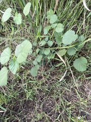 Heliotropium indicum